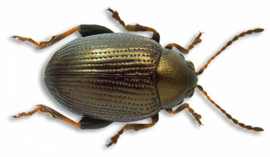 Chaetocnema concinna