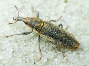 Lixus subtilis