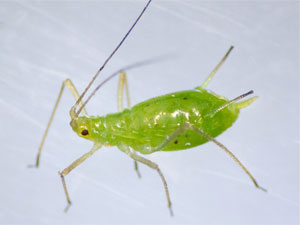 Macrosiphum euphorbiae