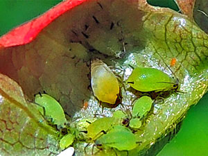 Aphis pomi